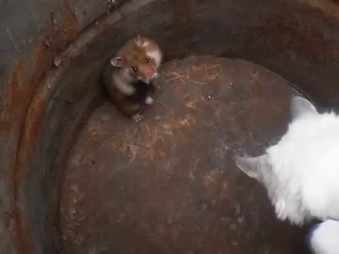 Хомяк с вертушки увёл в нокаут кота